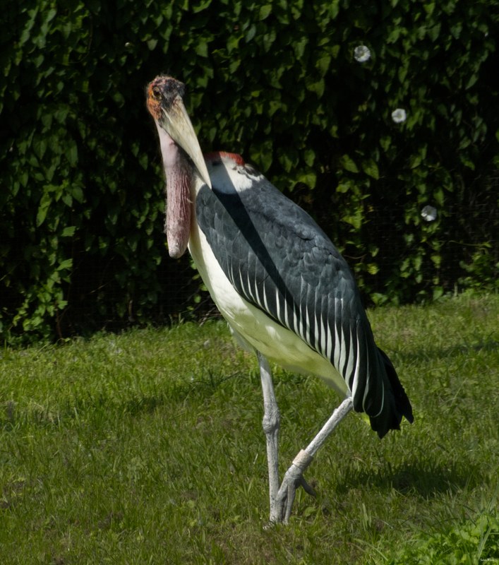 2025-08 - Blijdorp Zoo Rotterdam - RX102173.editted.cropped