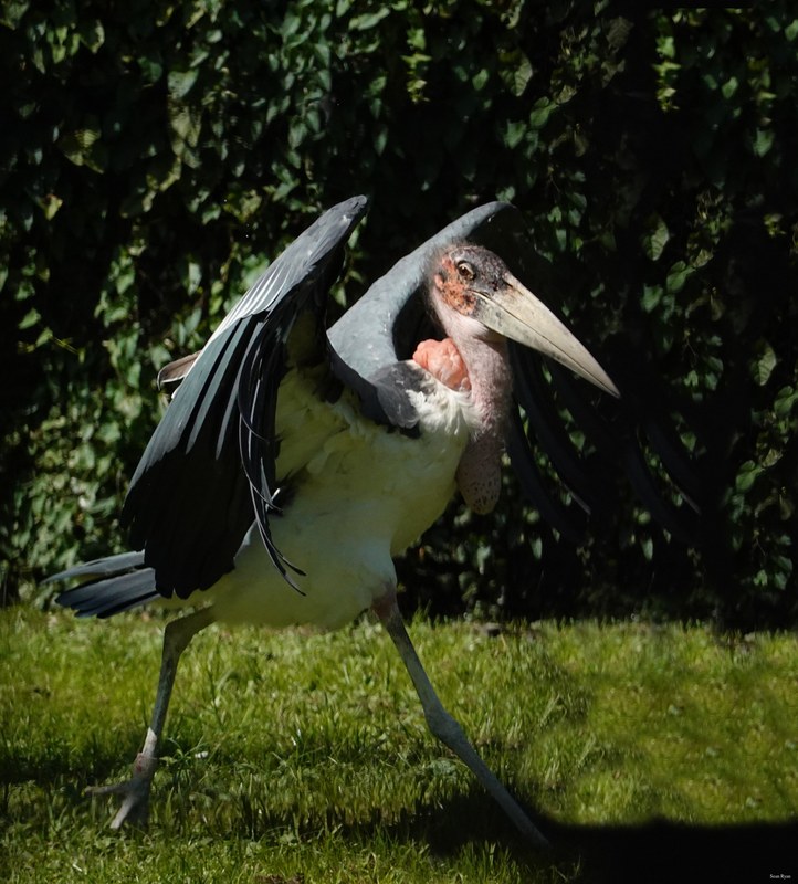 2025-08 - Blijdorp Zoo Rotterdam - RX102187.ok.editted.cropped