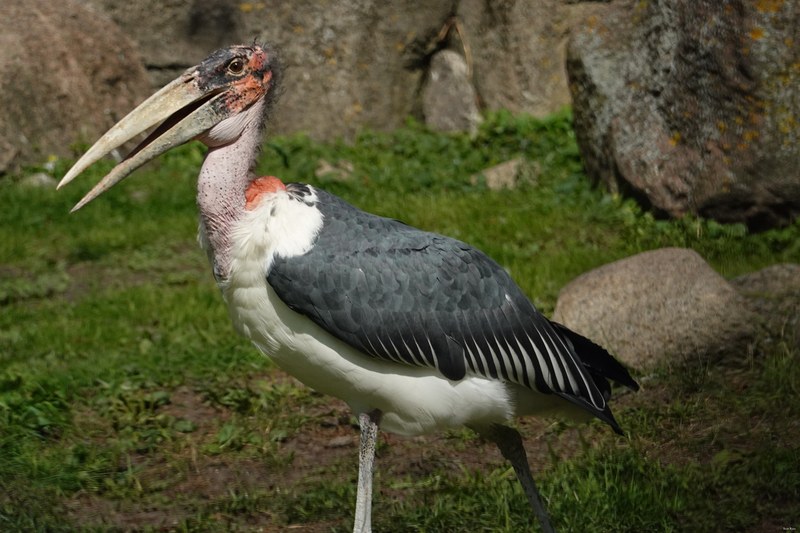 2025-08 - Blijdorp Zoo Rotterdam - RX102201.good.editted