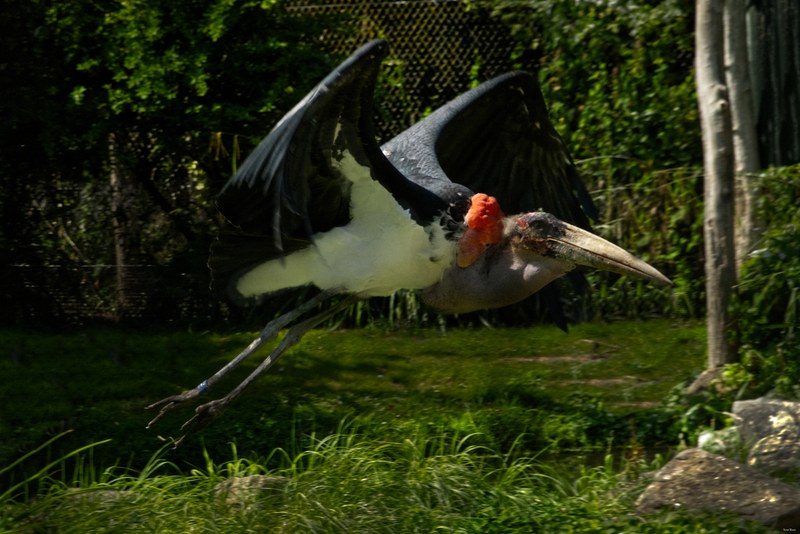 2025-08 - Blijdorp Zoo Rotterdam - RX102216.editted