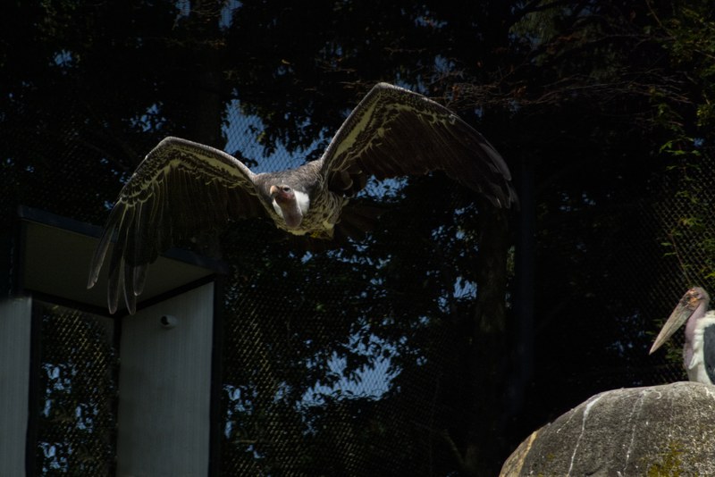 2025-08 - Blijdorp Zoo Rotterdam - RX102284.editted.2