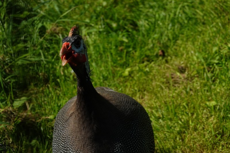 2025-08 - Blijdorp Zoo Rotterdam - RX102316.ok.editted