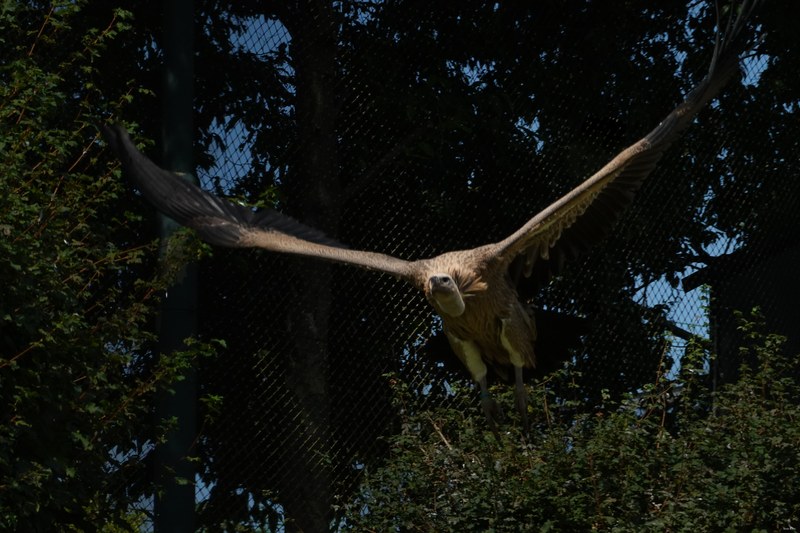 2025-08 - Blijdorp Zoo Rotterdam - RX102321.good.fly.editted