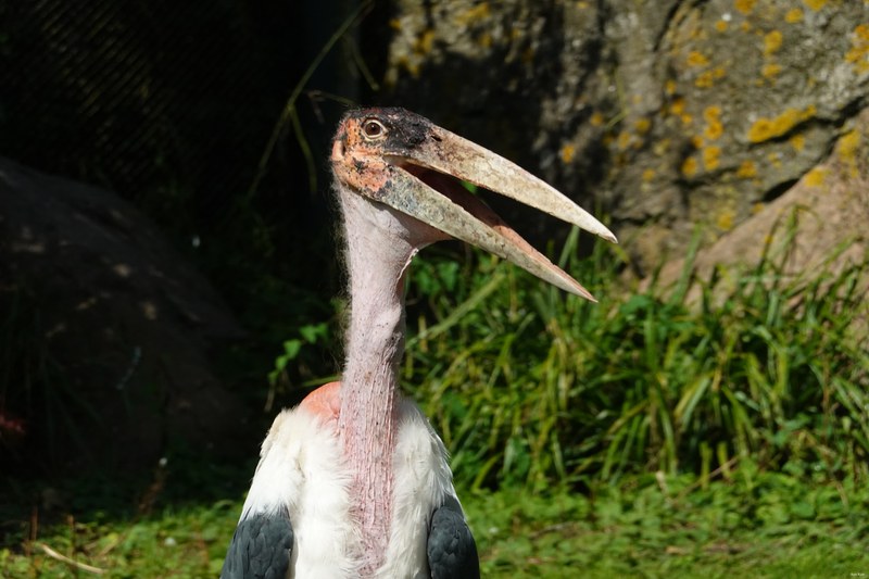 2025-08 - Blijdorp Zoo Rotterdam - RX102322.good