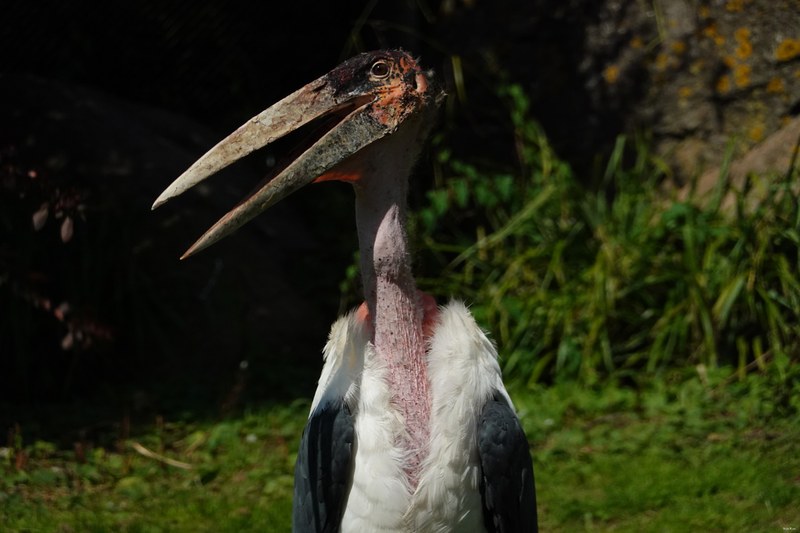 2025-08 - Blijdorp Zoo Rotterdam - RX102323.good