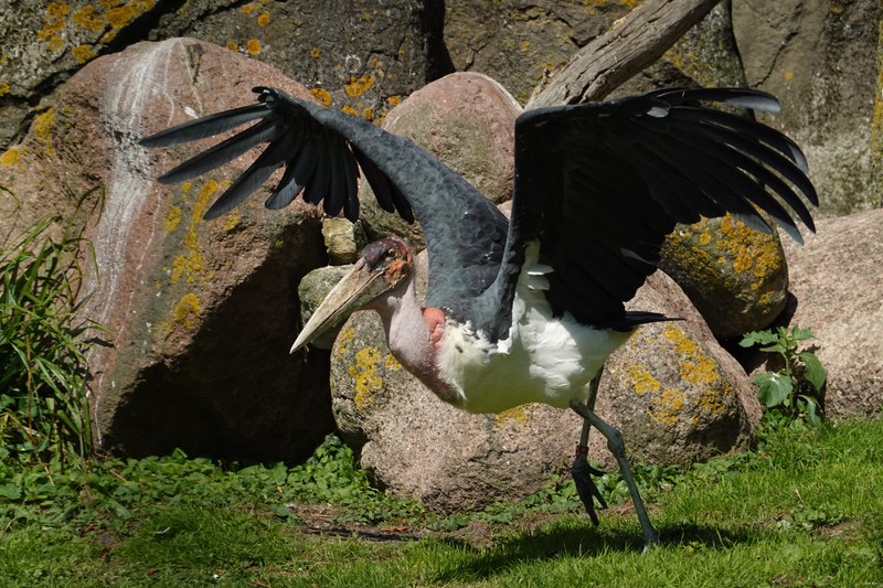 2025-08 - Blijdorp Zoo Rotterdam - RX102340.ok.fly