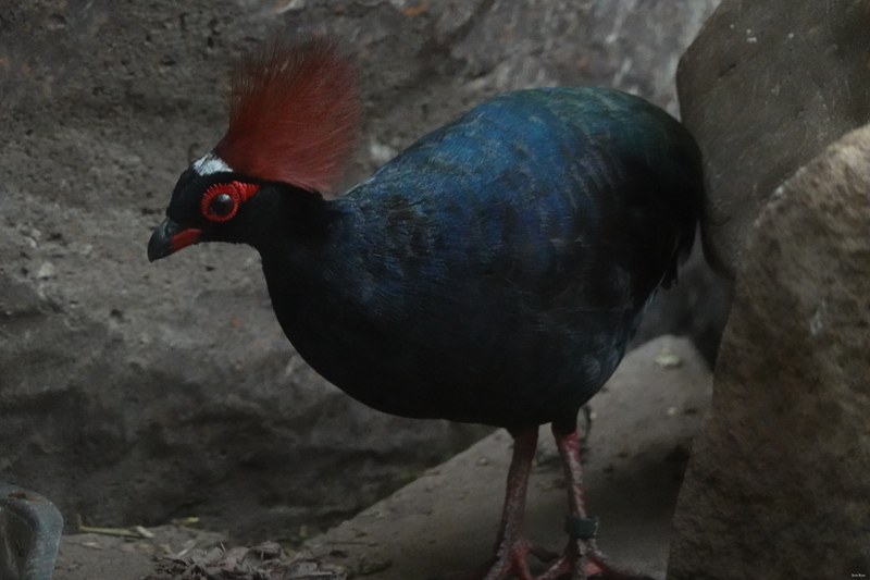 2025-08 - Blijdorp Zoo Rotterdam - RX102401.ok