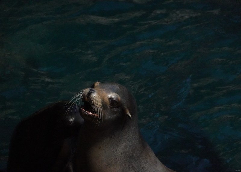 2025-08 - Blijdorp Zoo Rotterdam - RX102444.editted