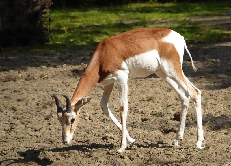 2025-08 - Blijdorp Zoo Rotterdam - RX102669.ok.editted
