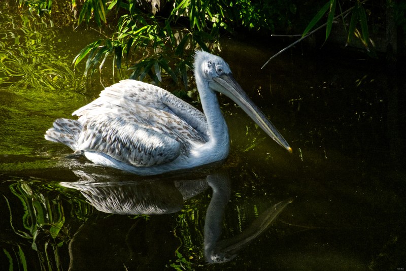 2025-08 - Blijdorp Zoo Rotterdam - RX102718.editted