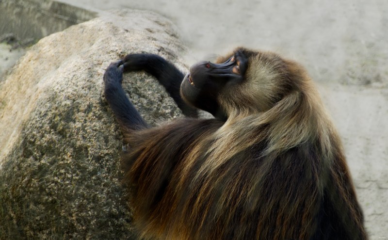 2025-08 - Blijdorp Zoo Rotterdam