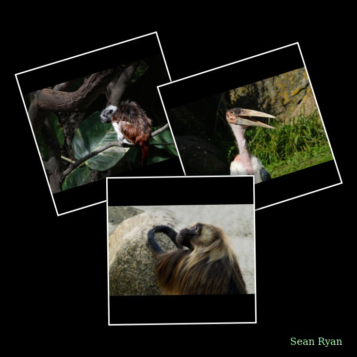 2025-08 - Blijdorp Zoo Rotterdam