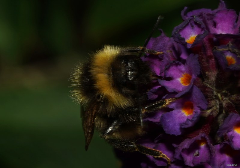 Bees - SA709075.crop.editted