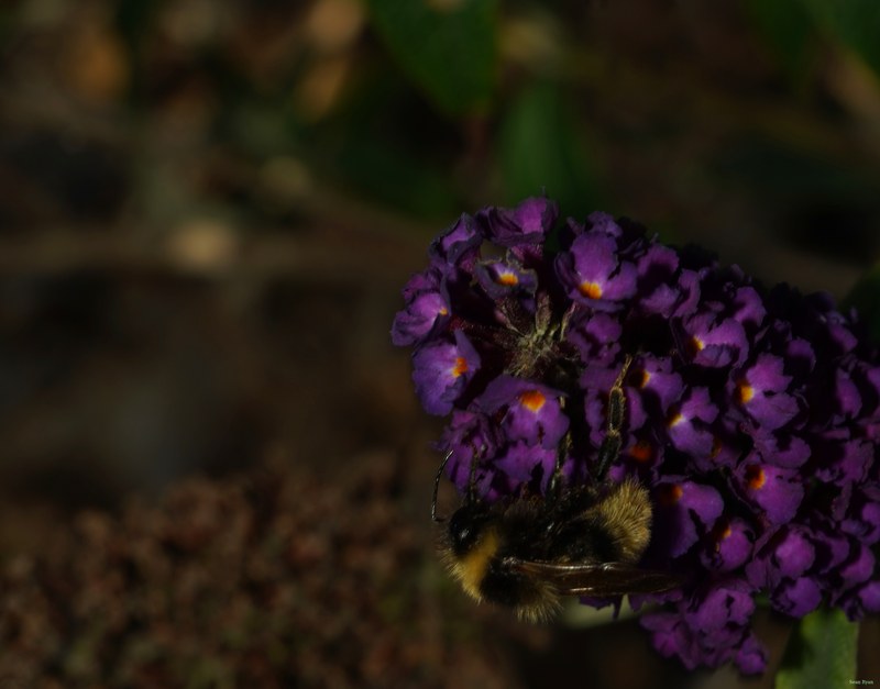Bees - SA709081.crop.cropped