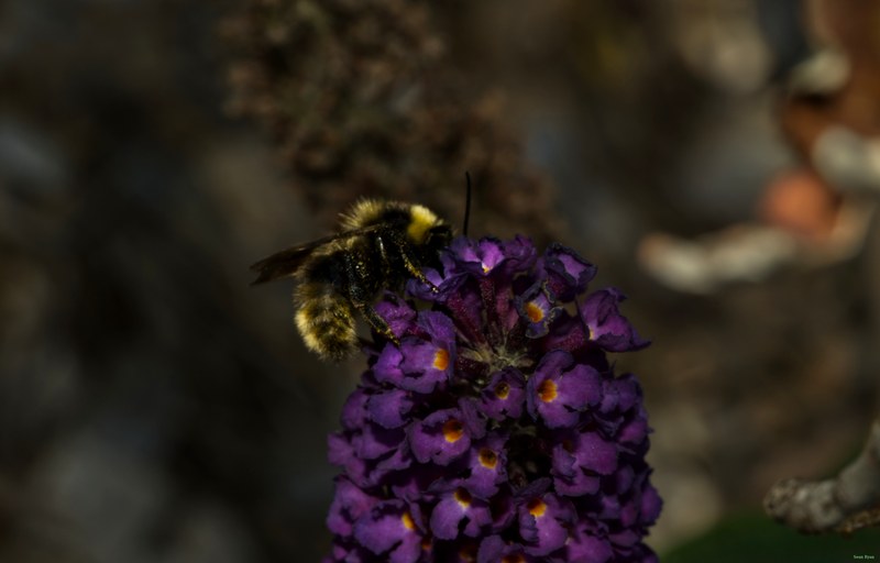 Bees - SA709082.editted