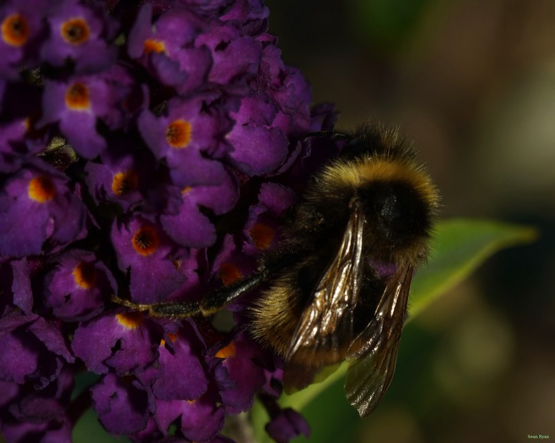 Bees - SA709110.ok.editted
