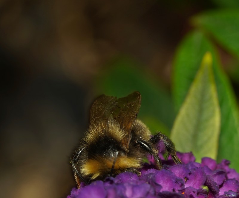 Bees - SA709111.ok.editted
