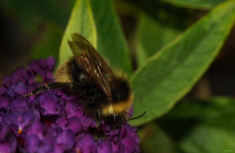 Bees - SA709114.ok.but-edit.editted