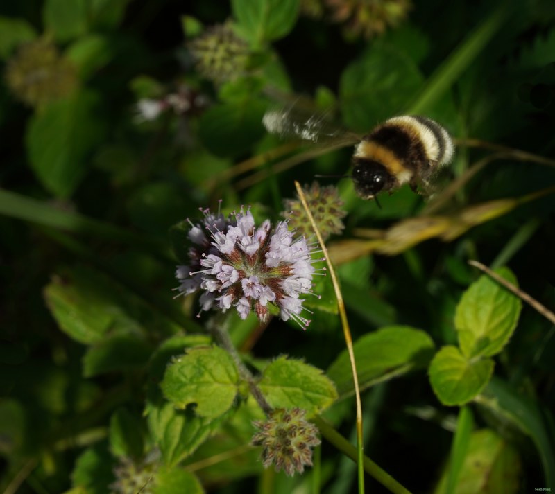 Bees - SA709304.crop.TH.cropped