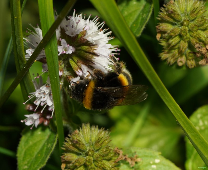 Bees - SA709311.crop.croppedjpg
