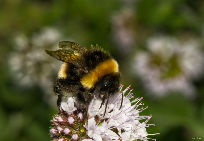 Bees - SA709316.editted