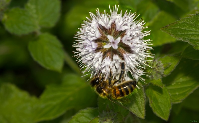 Bees - SA709323.editted