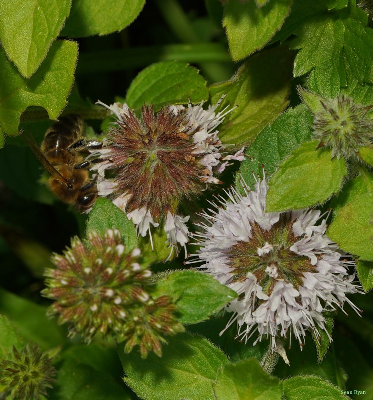 Bees - SA709328.crop.cropped