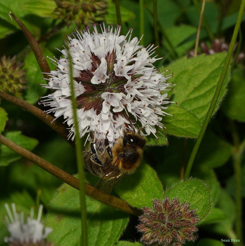 Bees - SA709330.crop.cropped