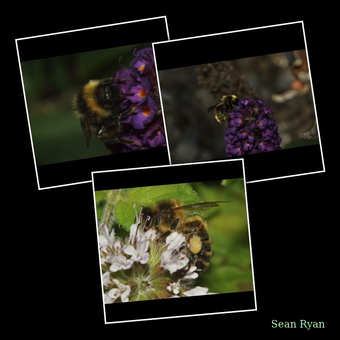 2025-08 - Texel Bees Spiders Bugs And Flowers - Every Day Photos