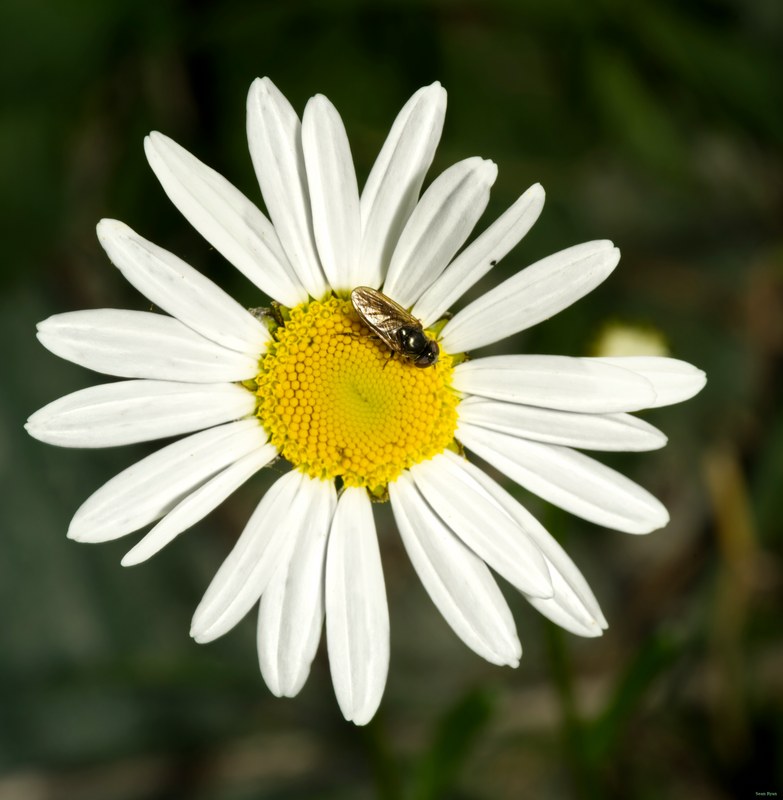 Bugs - SA709117.editted.2