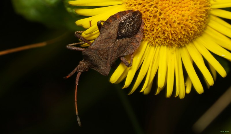 Bugs - SA709307.crop.cropped.more