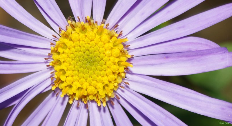 Flowers - cover.SA709100.crop.cropped.more