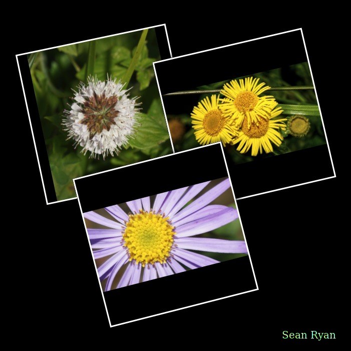 Flowers - Every Day Photos