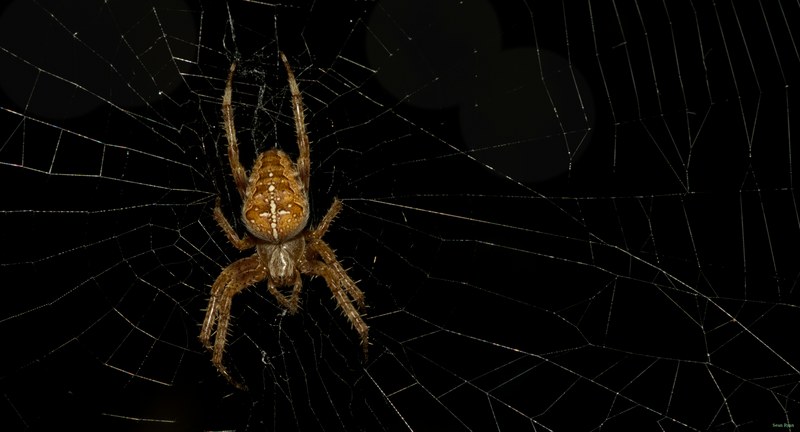 Spiders - SA709071.editted