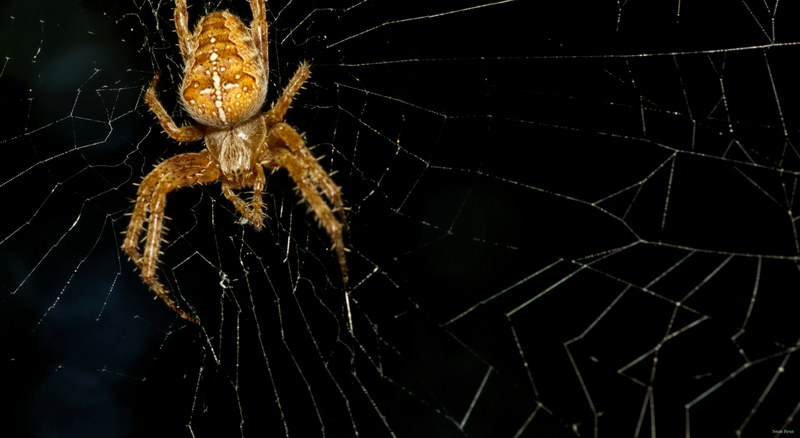 Spiders - SA709073.editted.2