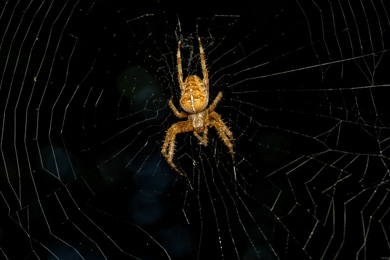Spiders - SA709073.editted