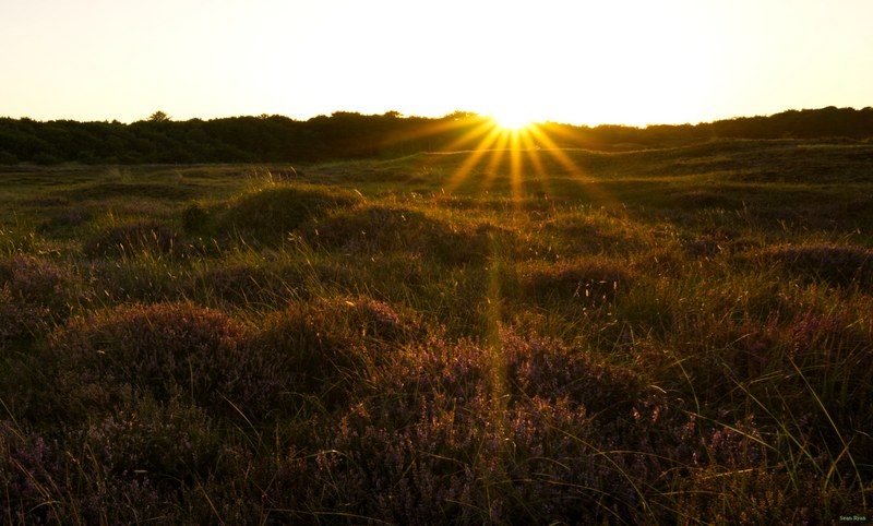 2025-08 - Texel Trouw Locatie In Evening Sun - SA709120.editted