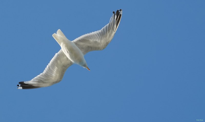 Seagulls On The Wing - RX103005.ok.cropped