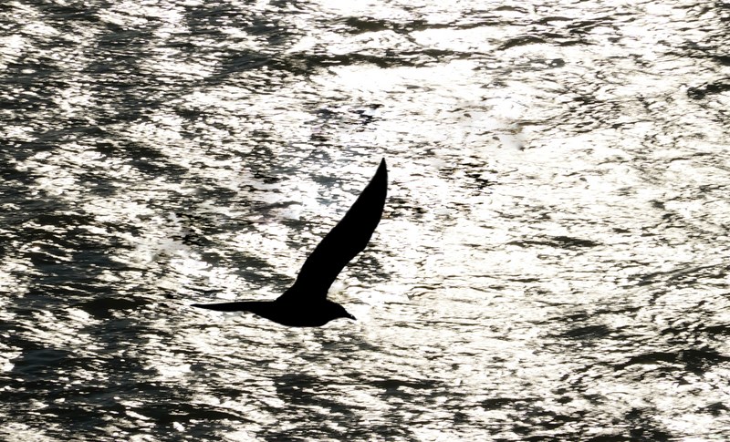 Seagulls On The Wing - RX103016.nice.editted
