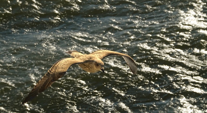 Seagulls On The Wing - RX103017.good.editted