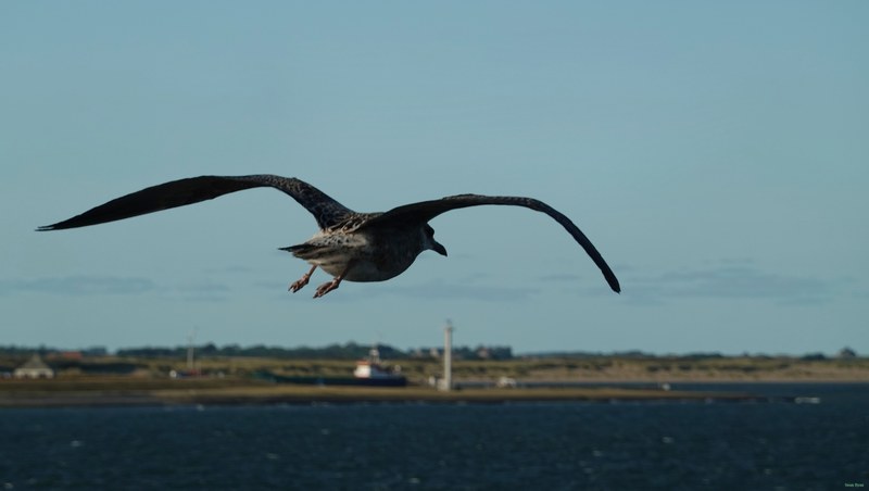 Seagulls On The Wing - RX103053.good.editted