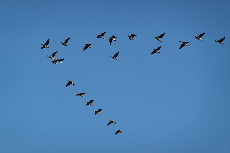 Seagulls On The Wing - RX103073.good
