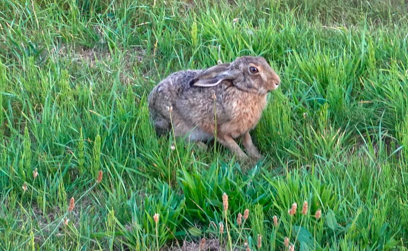 2025-08 - Texel - RX102800.crop.editted