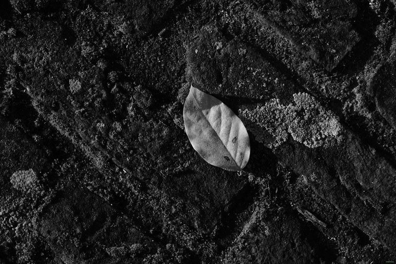 Leaves - RX100239