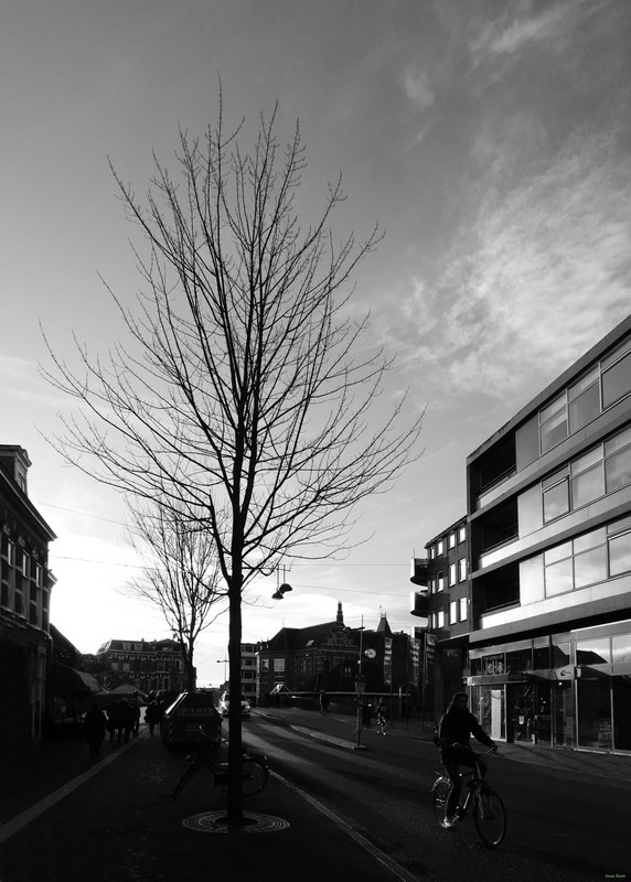 Trees - RX100110.editted