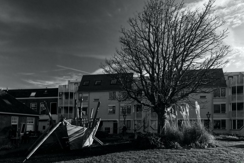 Trees - RX100145.editted