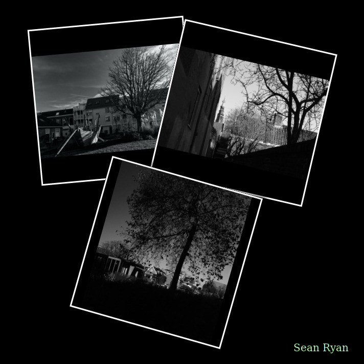 Trees - Every Day Photos