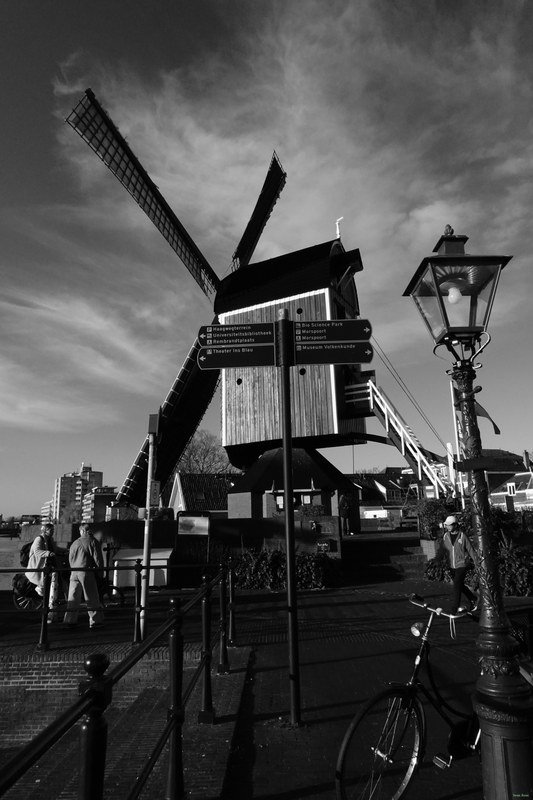 Windmills - RX100173