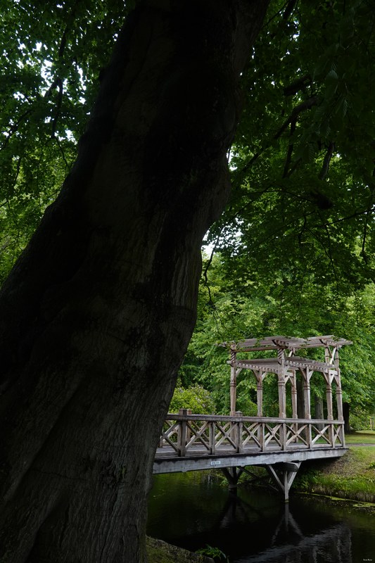 Japanese Garden - Summer - 2025 - Every Day Photos