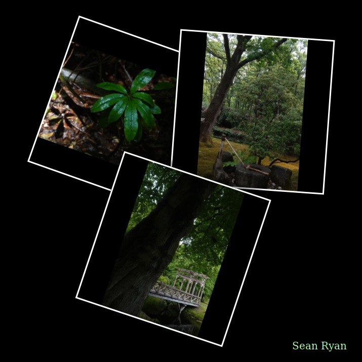 2025 - Japanese Garden Clingandael - The Hague